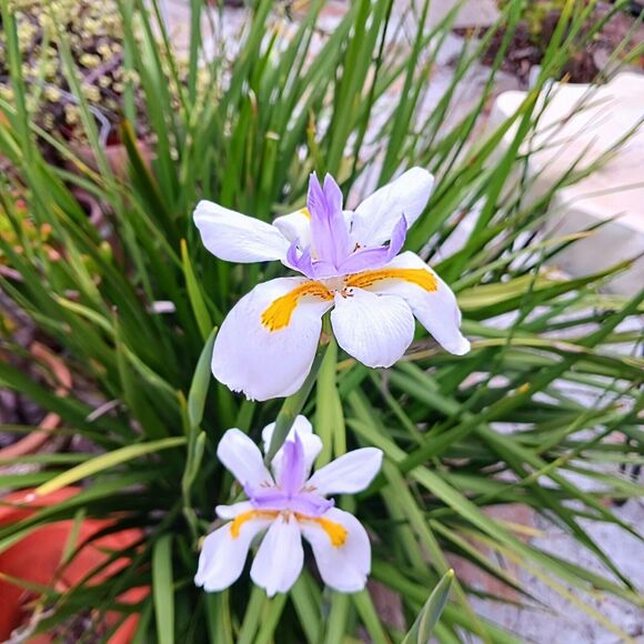 JAPANESE IRIS 10 SEEDS Dietes Iriodiodes Fortnight Lily Evergreen Grass Drought - Picture 8 of 13